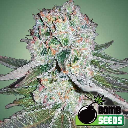 Banana Bomb - Bomb Seeds