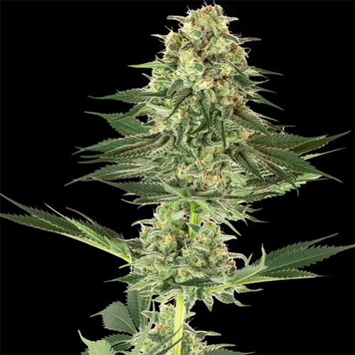 Banana Kush - White Label Seeds