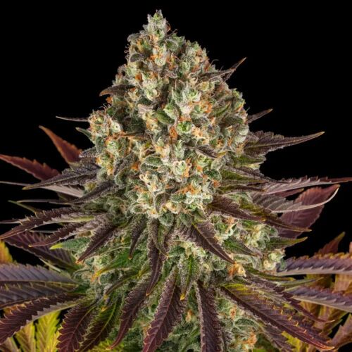 Purple Punch x Lemon Drizzle - Barney's Farm