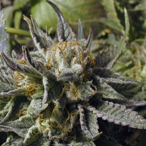 BC God Bud - BC Bud Depot