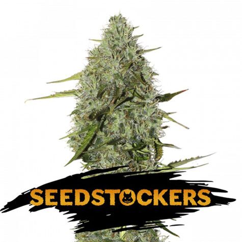 BCN Critical XXL Auto - Seedstockers