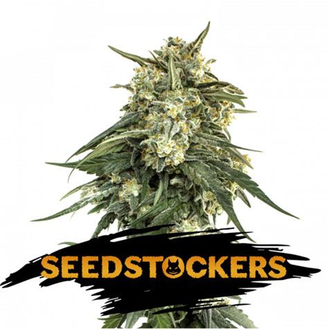 BCN Critical XXL Fast - Seedstockers