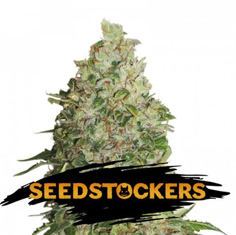 BCN Critical XXL - Seedstockers