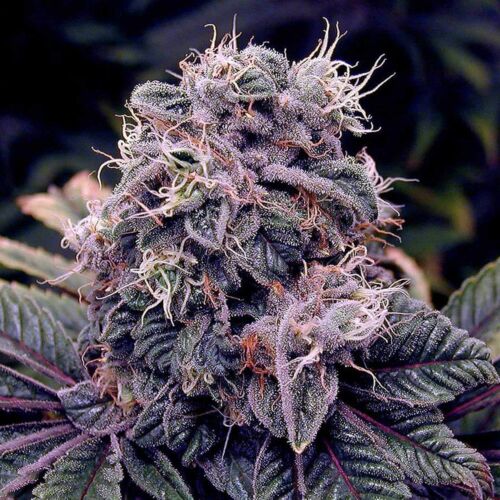 Berry Moonrocks Auto - Huismerk Wietzaadjes