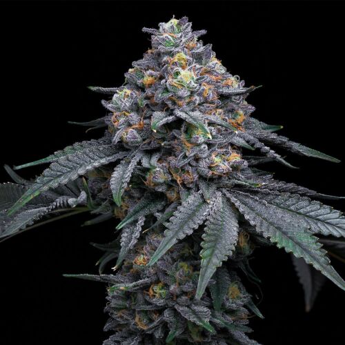 Berry Moonrocks - Huismerk Wietzaadjes