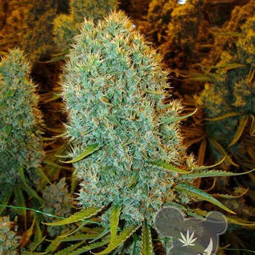 Big Bazooka - Anesia Seeds