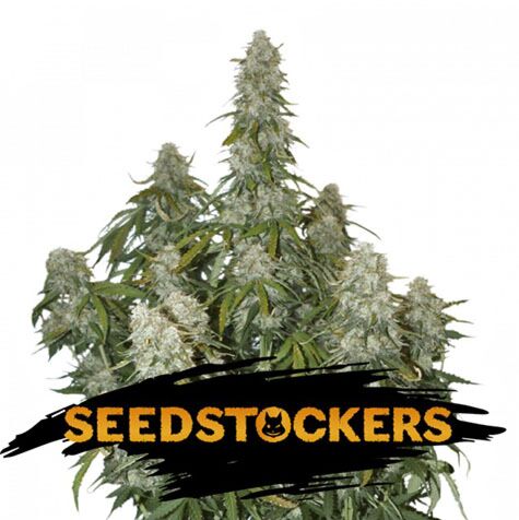 Big Bud Auto - Seedstockers