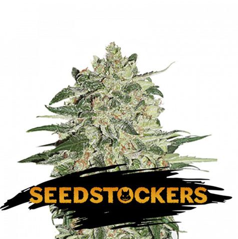 Big Bud - Seedstockers