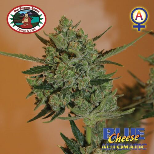 Blue Cheese Automatic - Big Buddha Seeds