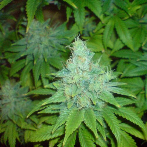 Blue Cheese - Big Buddha Seeds