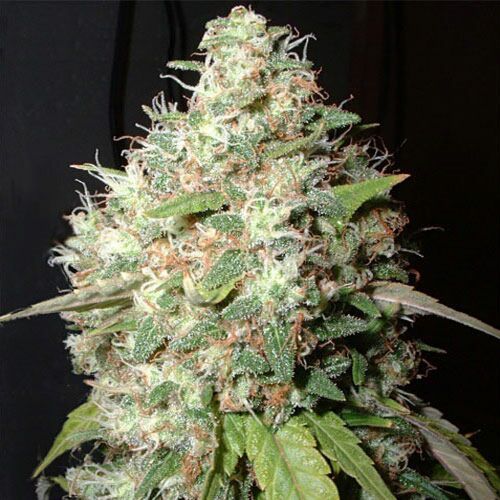 Bubble Cheese - Big Buddha Seeds