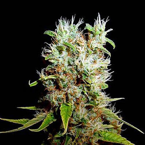 Buddha Haze - Big Buddha Seeds