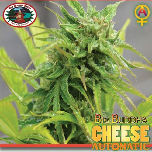 Cheese Automatic - Big Buddha Seeds