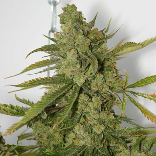 Cheese Dawg - Big Buddha Seeds