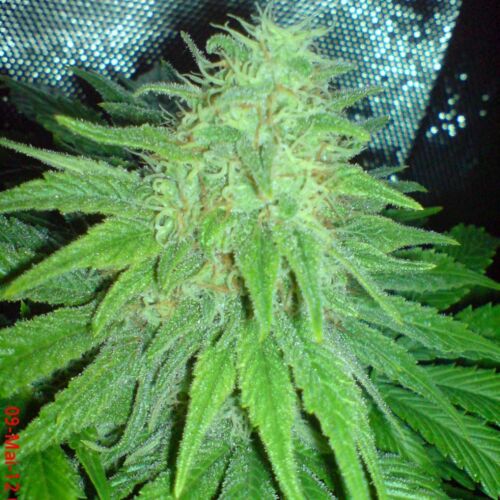 Cheesus - Big Buddha Seeds