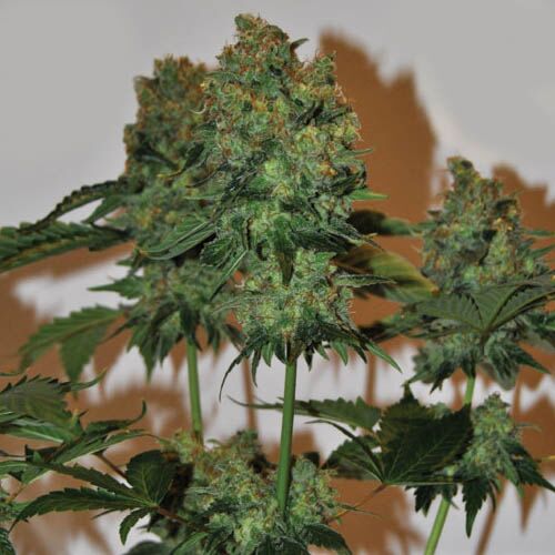 Chiesel Automatic - Big Buddha Seeds