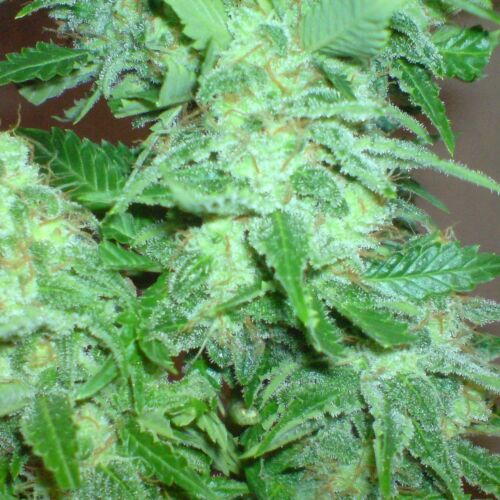 Freeze Cheese 89 - Big Buddha Seeds