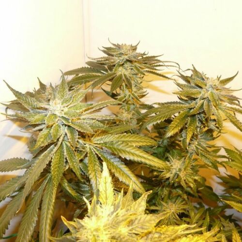 Buddha Tahoe - Big Buddha Seeds