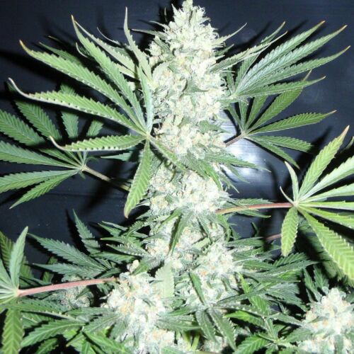 Chiesel - Big Buddha Seeds