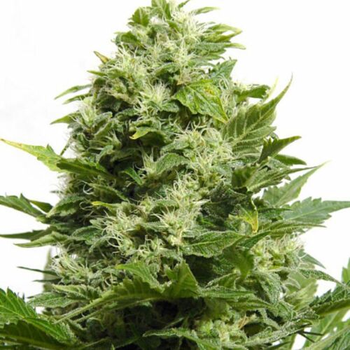 Big Buddha Cheese - Big Buddha Seeds