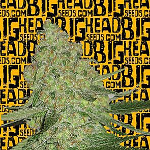 Big Stilton Auto - Big Head Seeds