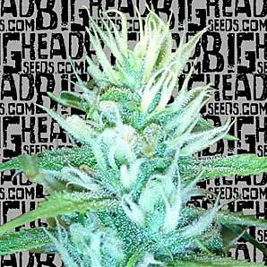 Big Freeze - Big Head Seeds