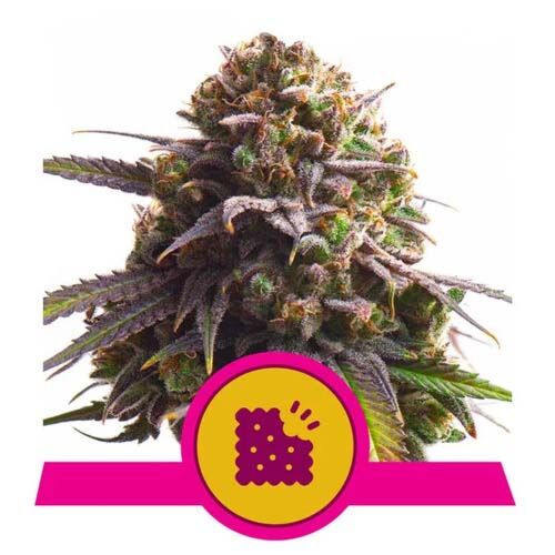 Biscotti - Royal Queen Seeds