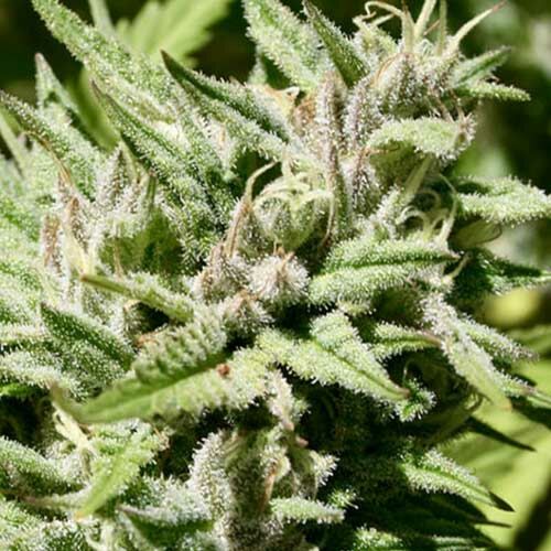 Black Beauty CBD - Kera Seeds