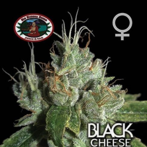 Black Cheese - Big Buddha Seeds