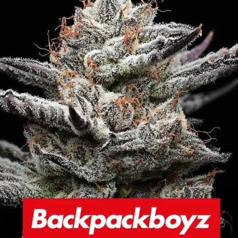 Black Cherry Gushers