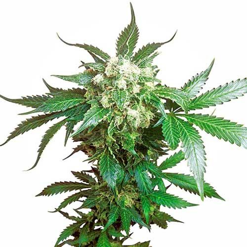 Black Domina - Sensi Seeds