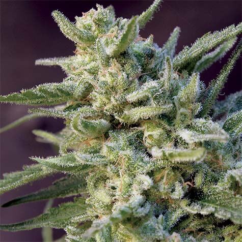 Black Hawk Auto - Big Monster Seeds