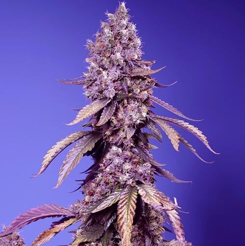 Black Muffin F1 Fast Version - Sweet Seeds