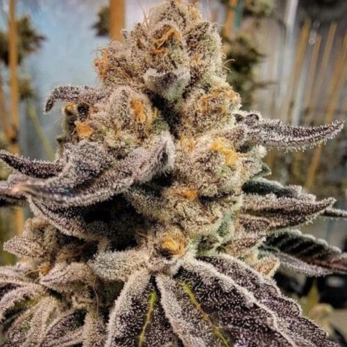 Black Rainbow Sherbet - Freedom of Seeds