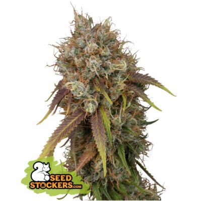 Black Rainbow - Seedstockers