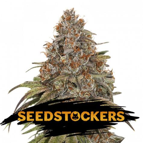 Blackberry Gum - Seedstockers