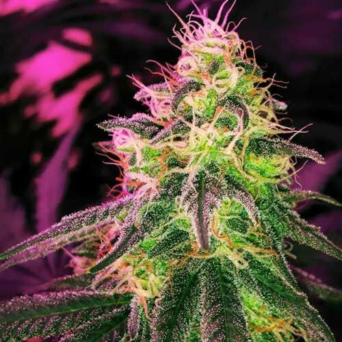 Black Jack - Nirvana Seeds