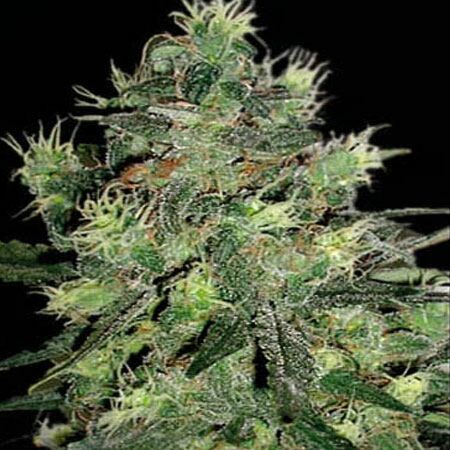 AK Automatic - Blimburn Seeds