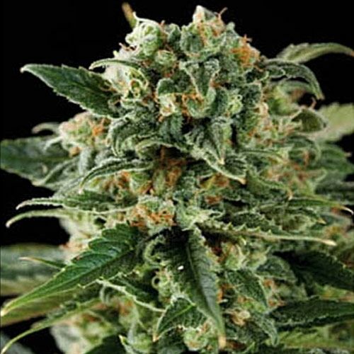 Critical Automatic - Blimburn Seeds