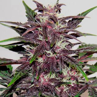 Grizzly Purple Kush - Blimburn Seeds