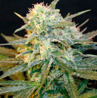 Mamba Negra Auto - Blimburn Seeds