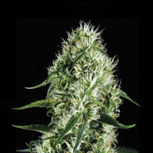 Silver Surfer Haze - Blimburn Seeds