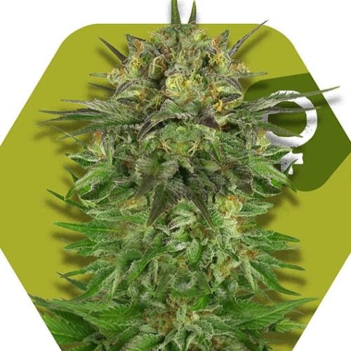 Blue Brilliant - Zambeza Seeds