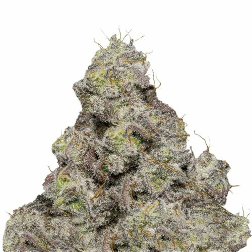 Blue Forest Berry - Growers Choice
