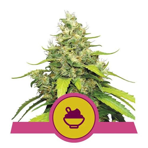 Blue Gelato - Royal Queen Seeds