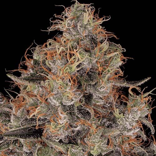 Chong's Choice - Blue Kush Berry - Paradise Seeds