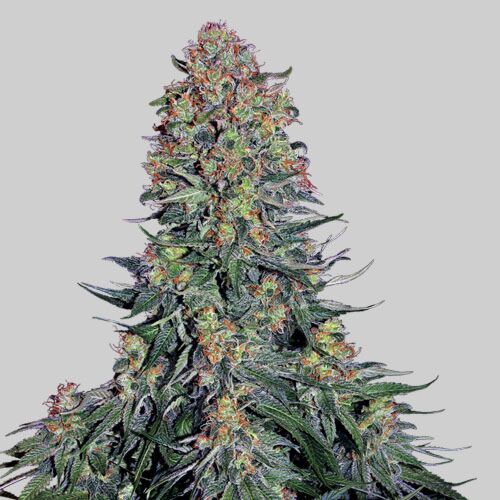 Blue Skunk - Sensi Seeds