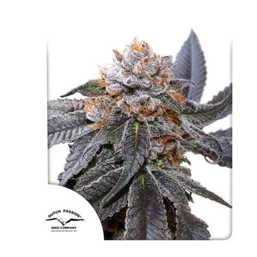 Blue Zushi - Dutch Passion