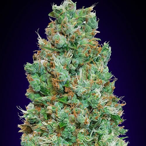 Blueberry Auto - 00 Seeds