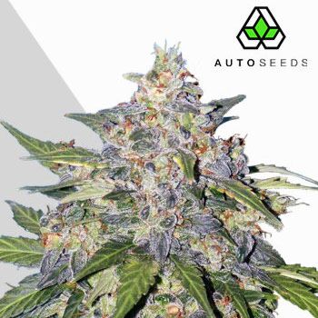 Blueberry Autoflower - Auto Seeds